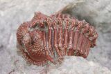 Red Cyphaspides Trilobite - Hmar Laghdad, Morocco #283753-1